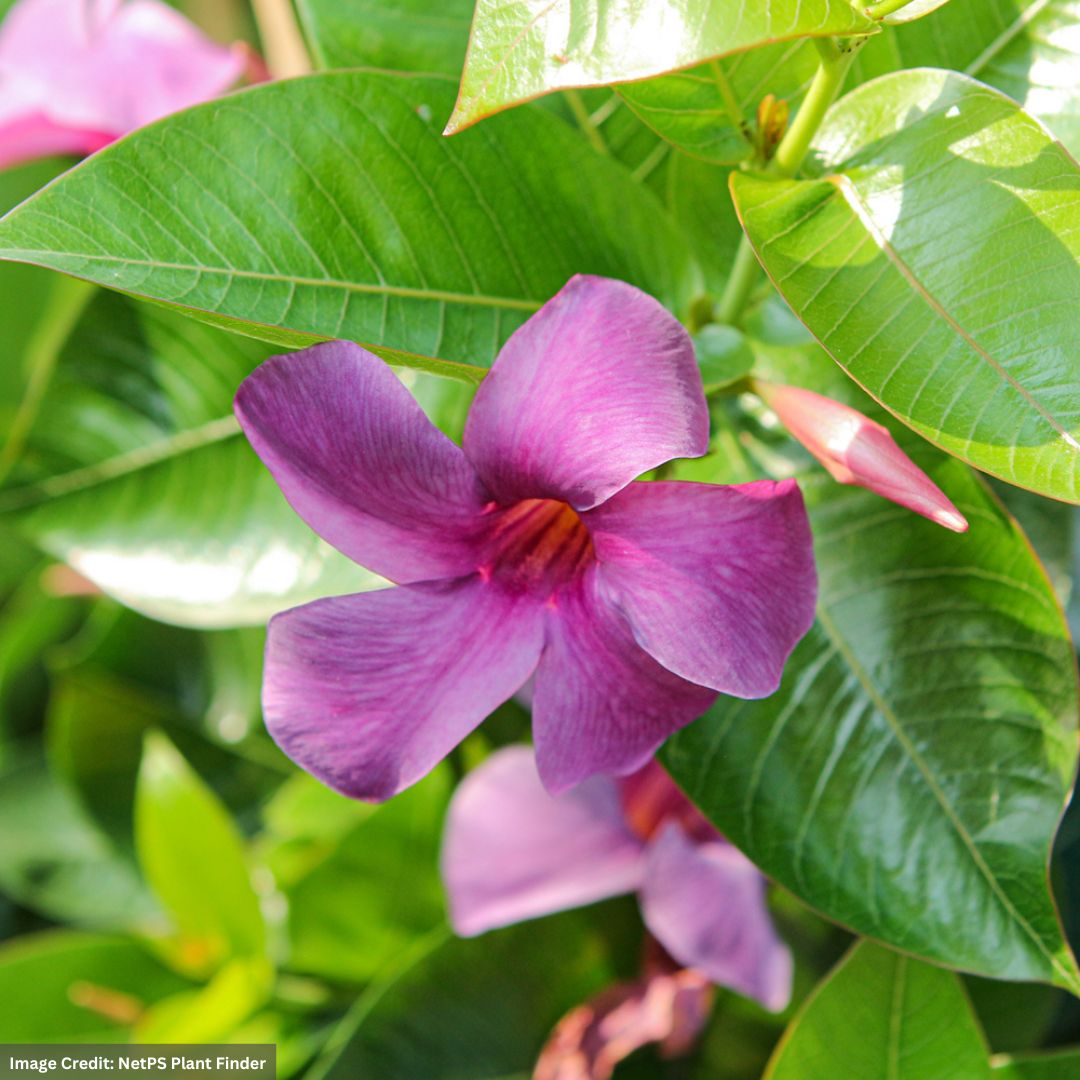 Dipladenia Bush – Sun Parasol® Bluephoria™ – 6″ Pot